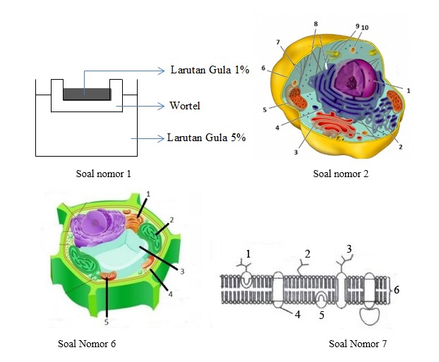 Soal Biologi Tentang Sel dan Pembahasan